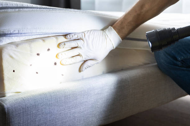 Best Pest Removal Services  in Salix, PA